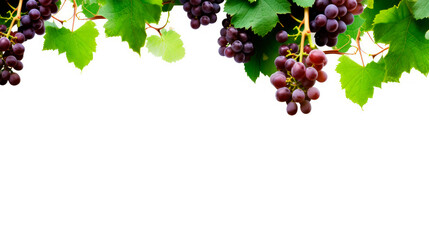 Grapes hanging on tree branches