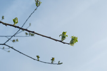New bright fresh spring growth young leaves developing from buds on a tree branch blue sky in the background