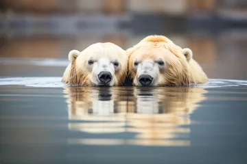 Schilderijen op glas two polar bears in water © Irina
