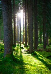 
sunlight beams between trees in the forest with a green moss ground
