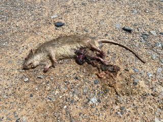 Rat die