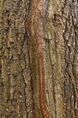 Closeup of old tree bark texture