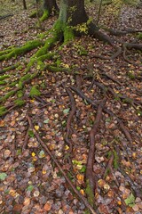 Closeup of tree roots with leaves on the ground in autumn.