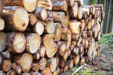 fresh sawn logs in stack in the forest