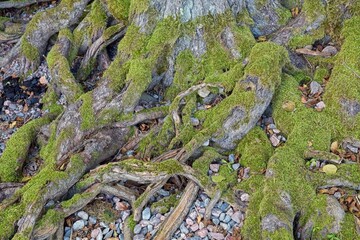 Closeup of tree roots on rocky ground in summer.