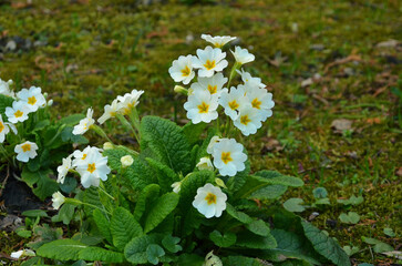 Cream primroses with yellow center (primula acaulis) plants bloom in the garden in spring...