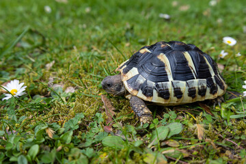 Greek turtle or Mediterranean turtle on a black background. Young turtle, 2 years old, eating grass