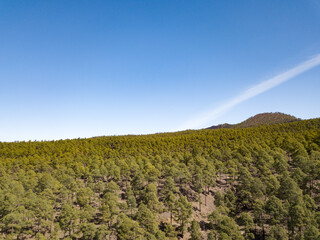 Fototapeta na wymiar Directly above view from the drone of a pine forest in the mountains of Tenerife, Canary Islands, green trees and blue sky, concept of save the planet from deforestation