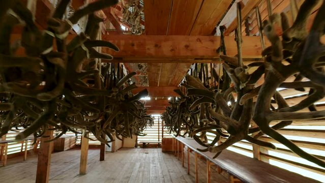 Hanging deer maral horns drying in hangar at farm, close up. Cut Siberian stag antlers for sale, raw materials used in medicine and cosmetics