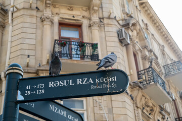Pigeons sitting on a street sign in one of the central districts of Baku, Azerbaijan.