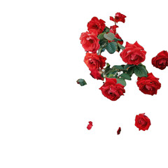 Multiple image of red rose on isolated, transparent, alpha background png