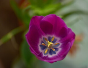Obraz na płótnie Canvas purple tulip - close up