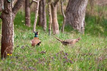 Common pheasant male and female in natural habitat (Phasianus colchicus)