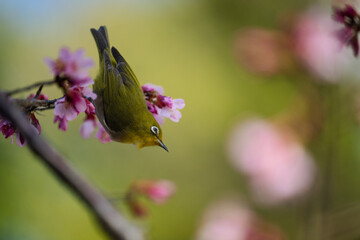 Bird on sakura trees in Japan © clement
