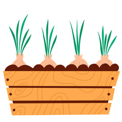 Onion in pot for houseplant. Potted onion seedlings, plants city farm, agriculture. 