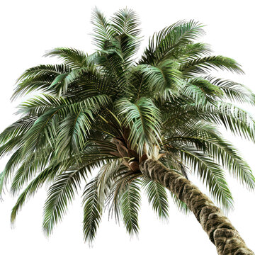 palm tree isolated on a isolated, alpha transparent background png