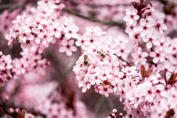 Japanische Zierkirsche in der Blühte