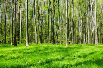 Lawn with green grass in a young beech spring forest on a sunny day