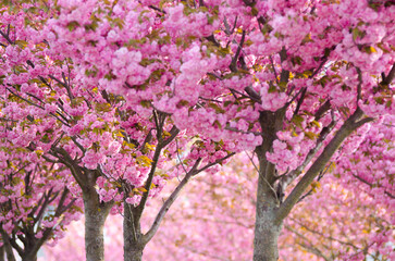 Sakura trees blossom in spring park