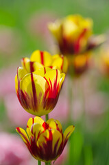 Bright yellow-red tulips close-up in a spring park.