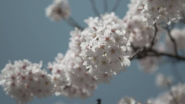 さくら 桜並木 福井市 足羽川 狐川 足羽山 満開 花吹雪 河川敷 さくら祭り 