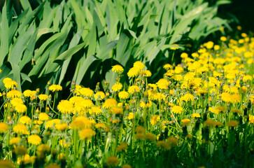 Glade of yellow dandelions in a spring park