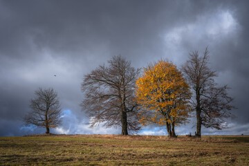 Obraz na płótnie Canvas Autumn trees
