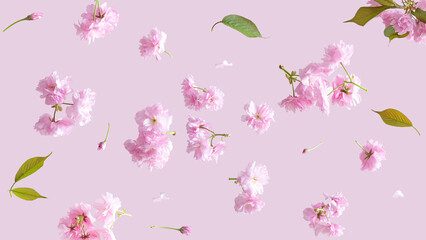 Spring cherry flowers fly on a pink background. Beautiful pastel pink flower arrangement. Summer aesthetic monochrome concept.