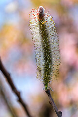 ネコヤナギと桜