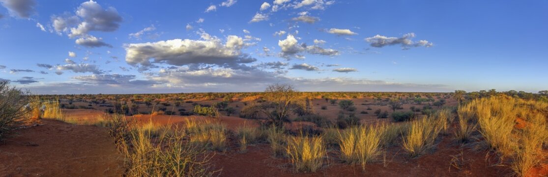 Panoramic picture over the Namibian Kalahari in the evening at sunset with blue sky and light clouds