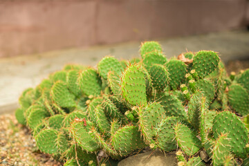 A group of flat cacti with large and strong spines in the botanical garden.
