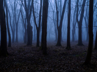 Spooky foggy forest at dusk. Dark silhouettes of trees. Gloomy mystical forest in autumn. Scary place.