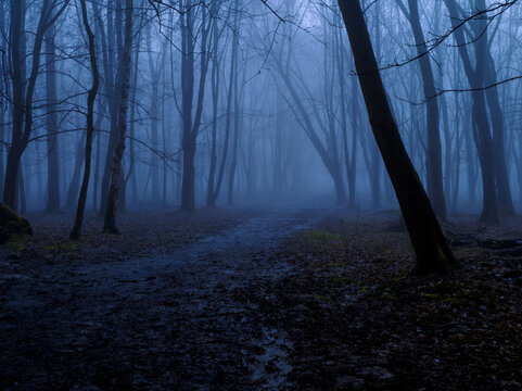 Spooky foggy forest at dusk. Dark silhouettes of trees. Gloomy mystical forest in autumn. Scary place.