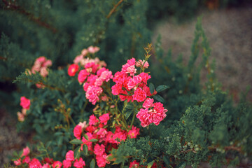 Obraz premium pink roses on stems in the garden. beautiful pink flowers.The concept of nature and the street. Close-up.