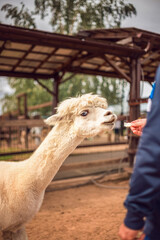 A man gives food to an alpaca on a farm. Alpaca in the pen.