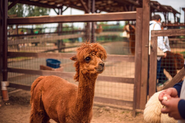 A man gives food to an alpaca on a farm. Alpaca in the pen.