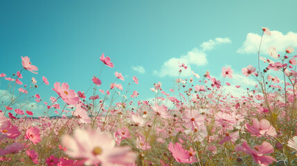 Tranquil Cosmos Flower Field: Cinematic Landscape