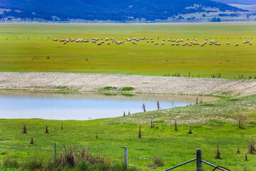 Lake George, NSW, Australia . Sheep grazing near a waterhole during the dry season with no flooding...