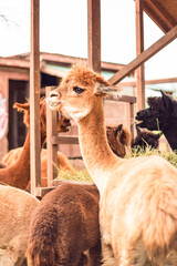 Portrait of an Alpaca in close-up. Alpaca in the pen.