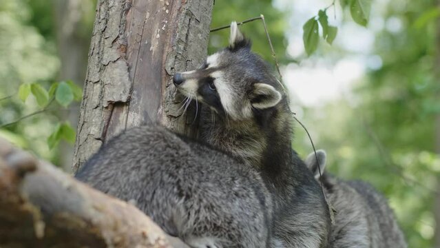 Raccoon sitting in a tree at the zoo