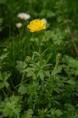 Obraz premium Close Up of bulbous buttercup flower (ranunculus bulbosus) blooming in spring