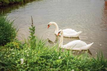 A pond with a family of swans. A summer day over a pond. Beautiful green area. Swans in the lake.