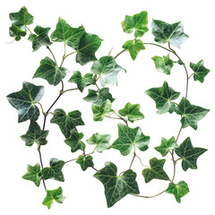 green leaves from Javanese treebine or grape ivy (Cissus spp.), a jungle vine and hanging ivy plant bush foliage, isolated on a white background with a clipping path.
