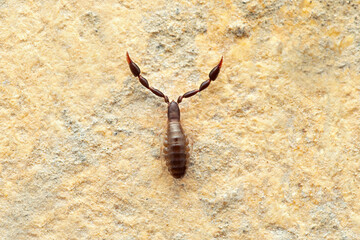 Black Desert Pseudoscorpion, Olipiidae, Desert National Park, Rajasthan
