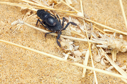 Black Desert Scorpion, Orthochirus krishnai, Desert National Park, Rajasthan