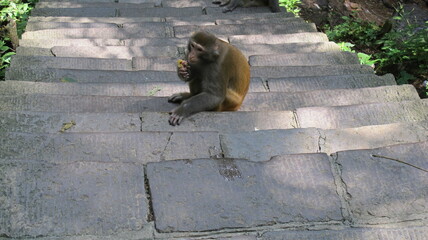 G10 China simio mono libre salvaje escalera
