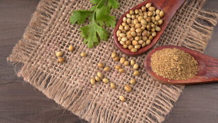 Dry coriander seeds with small bamboo spoon and green fresh bunch coriander leaves,famous spices ingredients in asia's kitchen.