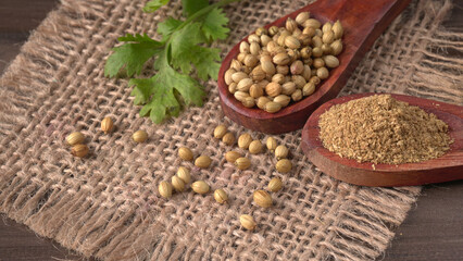 Dry coriander seeds with small bamboo spoon and green fresh bunch coriander leaves,famous spices ingredients in asia's kitchen.