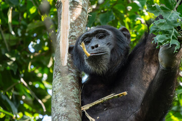 Lustiges Portrait eines Schimpansen mit Zweig im Mund