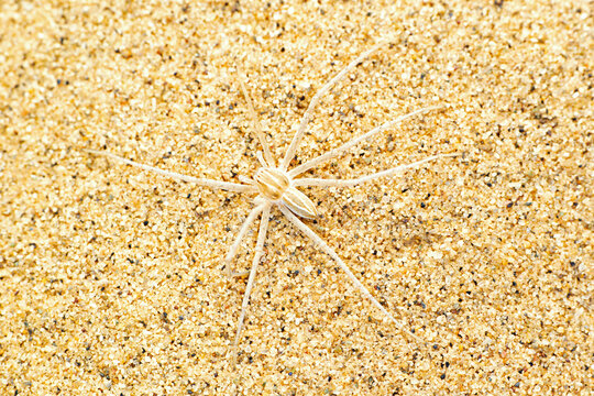 Desert crab spider, Thanatus sp, Desert National Park, Rajasthan
